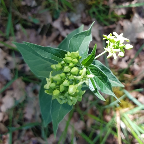 Swallow-wort