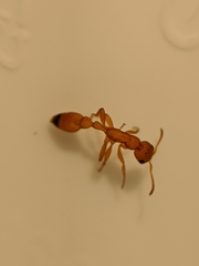 Pseudomyrmex apache