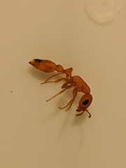 Pseudomyrmex apache