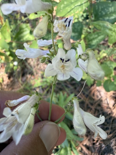 Penstemon arkansanus, photograph 2