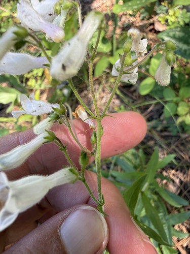 Penstemon arkansanus, photograph 3