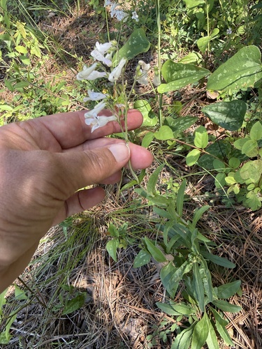 Penstemon arkansanus, photograph 4