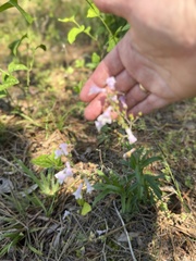 Penstemon arkansanus, photograph (c) ashleyrsteel, some rights reserved (CC BY)