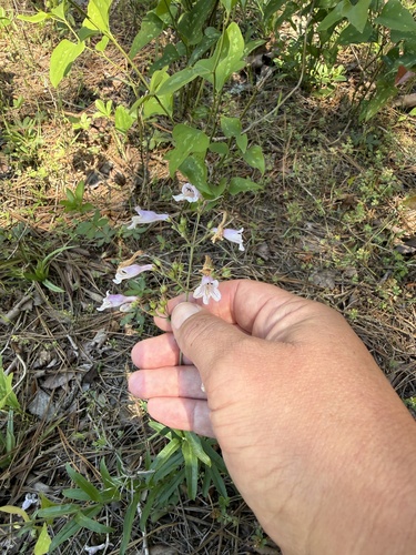 Penstemon arkansanus, photograph 6