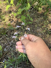 Penstemon arkansanus, photograph (c) ashleyrsteel, some rights reserved (CC BY)