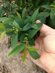 Karwinskia humboldtiana