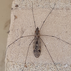 Tipula rufina