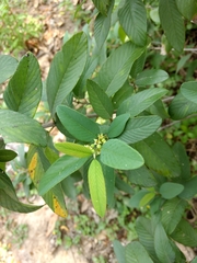 Karwinskia humboldtiana