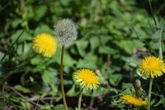 Taraxacum officinale