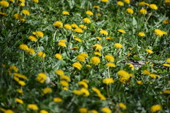 Taraxacum officinale