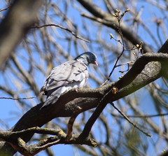 Columba palumbus
