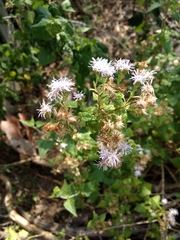Tamaulipa azurea