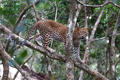 Panthera pardus kotiya