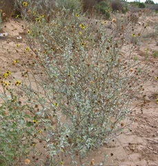 Encelia asperifolia