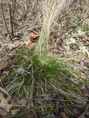 Carex bromoides