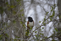 Pipilo erythrophthalmus