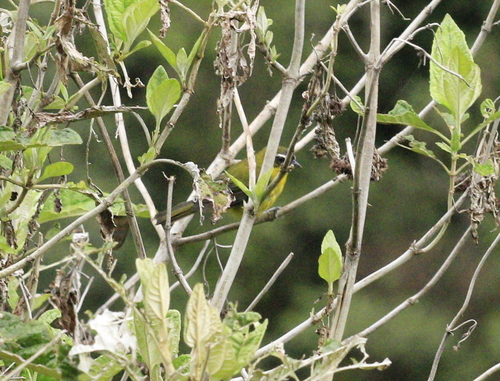 Superciliaried Hemispingus (Thlypopsis superciliaris), photo 9