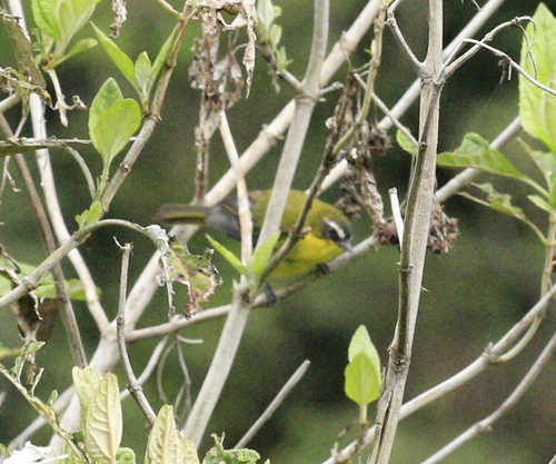 Superciliaried Hemispingus (Thlypopsis superciliaris), photo 8