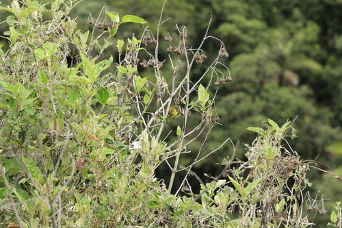 Superciliaried Hemispingus (Thlypopsis superciliaris), photo 9