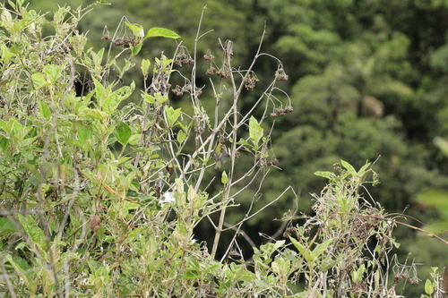 Superciliaried Hemispingus (Thlypopsis superciliaris), photo 4