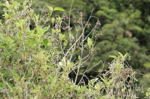 Superciliaried Hemispingus (Thlypopsis superciliaris), photo 10