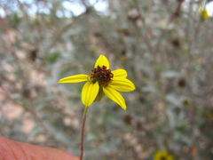 Encelia asperifolia