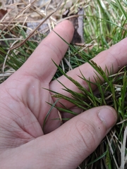 Carex bromoides