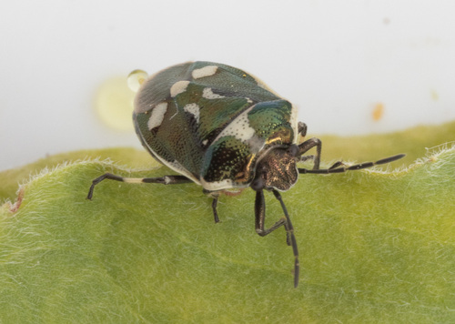 Cabbage Bug photo 2