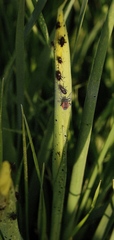 Dionconotus neglectus