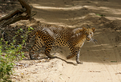 Panthera pardus kotiya