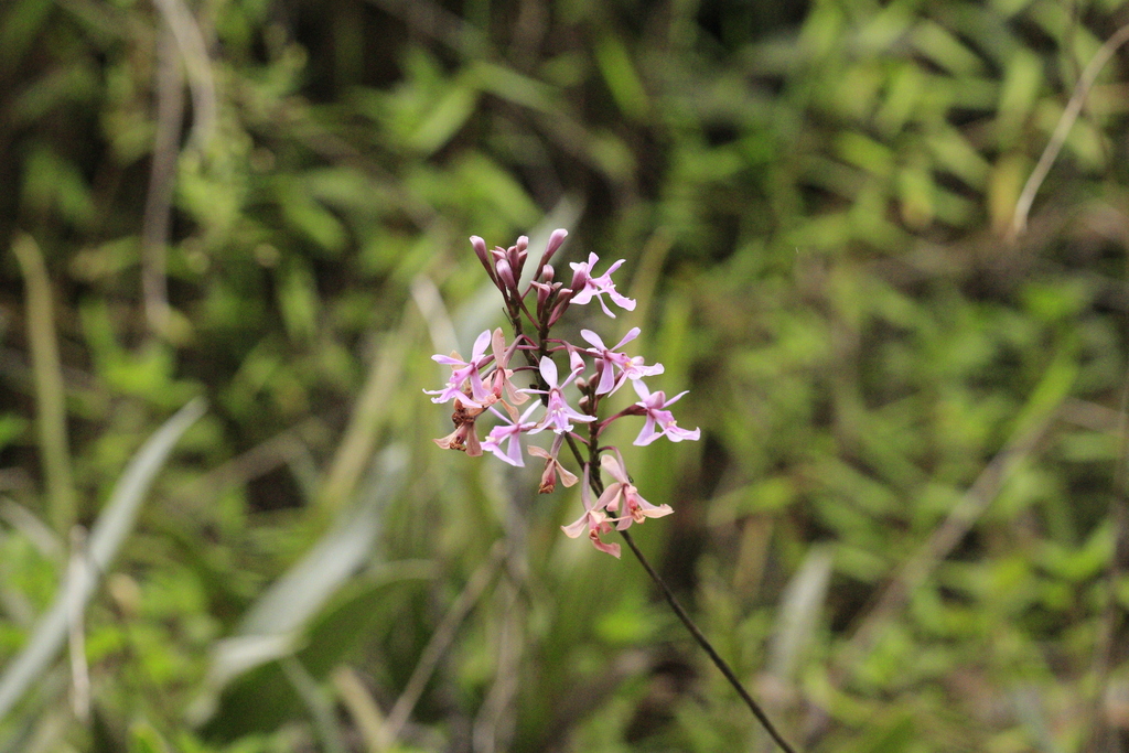 Epidendrum blepharistes; photograph author not stated, no rights reserved