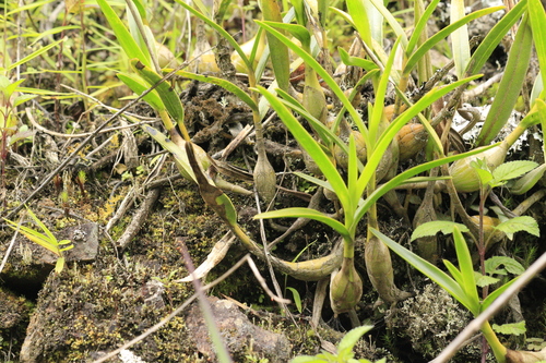 Epidendrum blepharistes, photograph 6