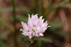 Allium geyeri