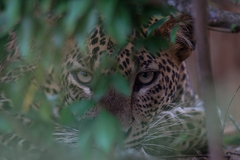 Panthera pardus kotiya