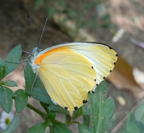 Eastern Dotted Border