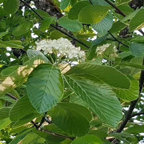 Whitebeam