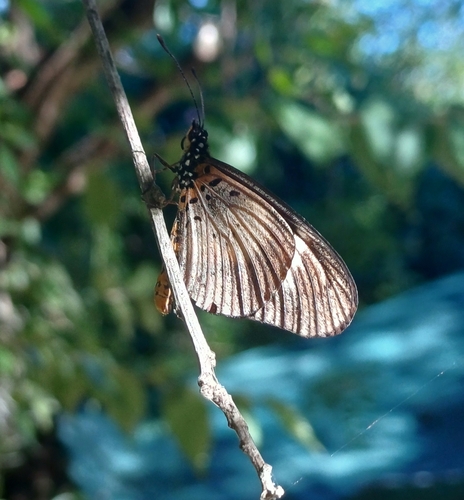 Dusky Acraea