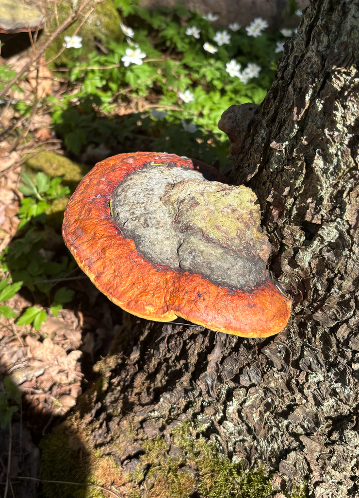 Fomitopsis pinicola · May 2026 · photo: © andreass1 (iNaturalist, cc-by)