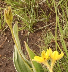 Hypoxis costata