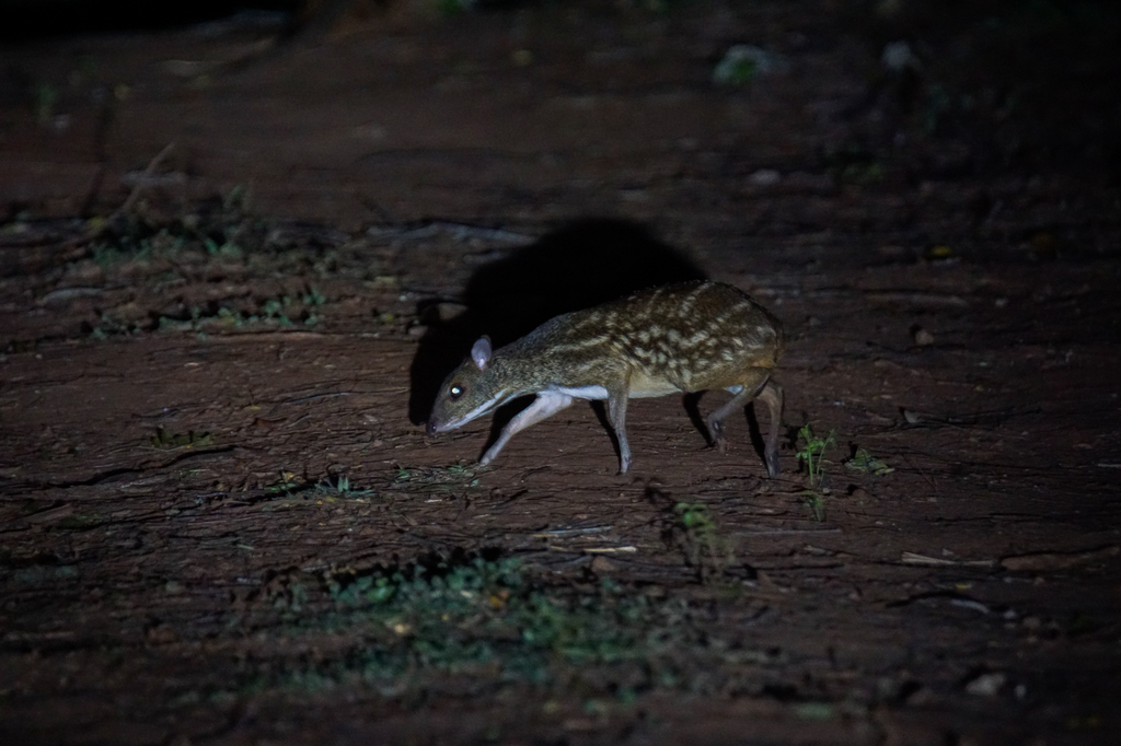 Indian Spotted Chevrotain