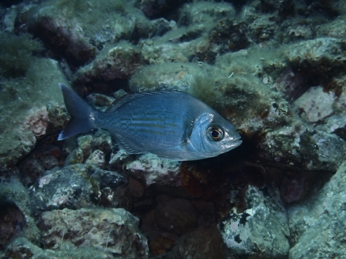 Spondyliosoma cantharus