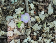 Phacelia hirsuta