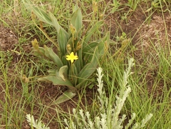 Hypoxis costata