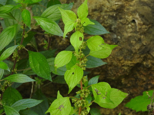 Parietaria