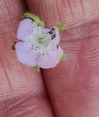 Phacelia hirsuta, photograph author not stated, no rights reserved