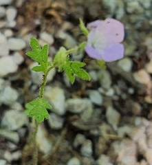Phacelia hirsuta, photograph author not stated, no rights reserved