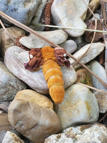 Pink-striped Oakworm Moth