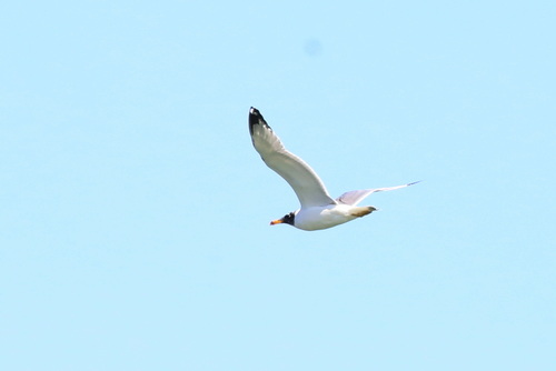Gavión cabecinegro (Larus ichthyaetus)
