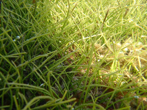 Syringodium isoetifolium observed 2026-05-03