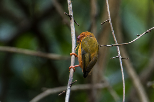 Rufous Piculet (Common)